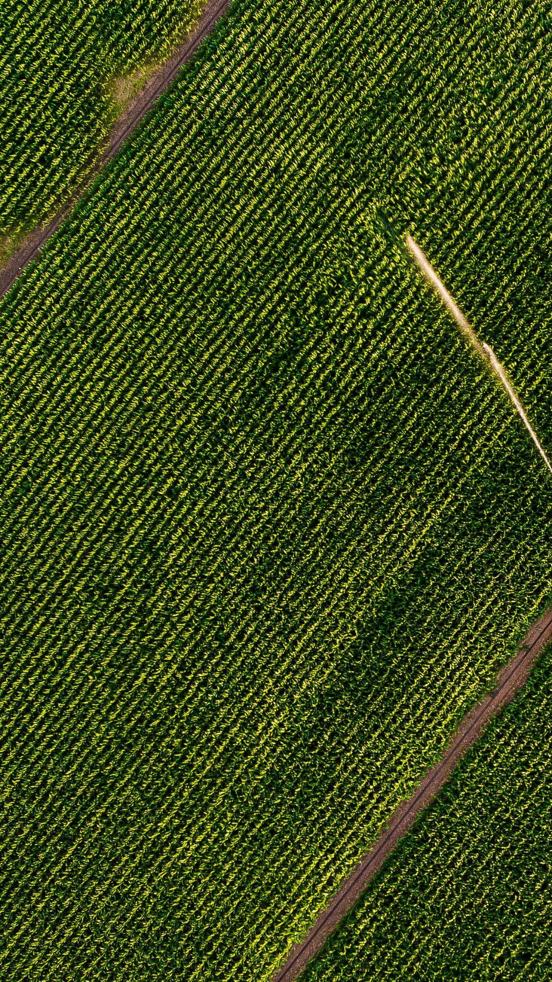 Agridence Appoints farmer connect Chairman Stefano Rettore to Lead Its Board, Cementing Post-Acquisition Integration — Agridence press release