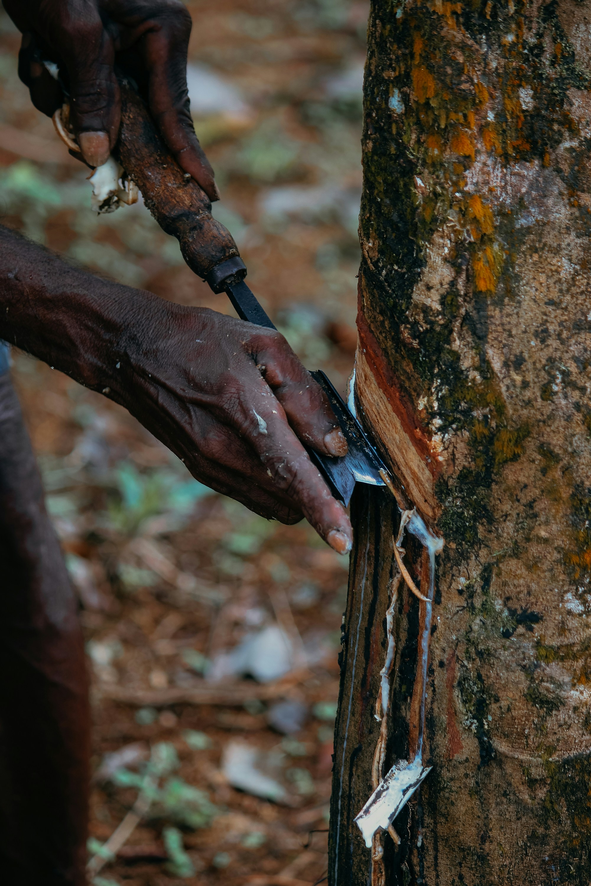 MALAYSIAN RUBBER BOARD (MRB) AND AGRIDENCE RUBBER PTE. LTD COLLABORATES IN PILOT PROJECT FOR THE DEVELOPMENT OF A DIGITAL PLATFORM FOR SUSTAINABLE NATURAL RUBBER — Agridence press release