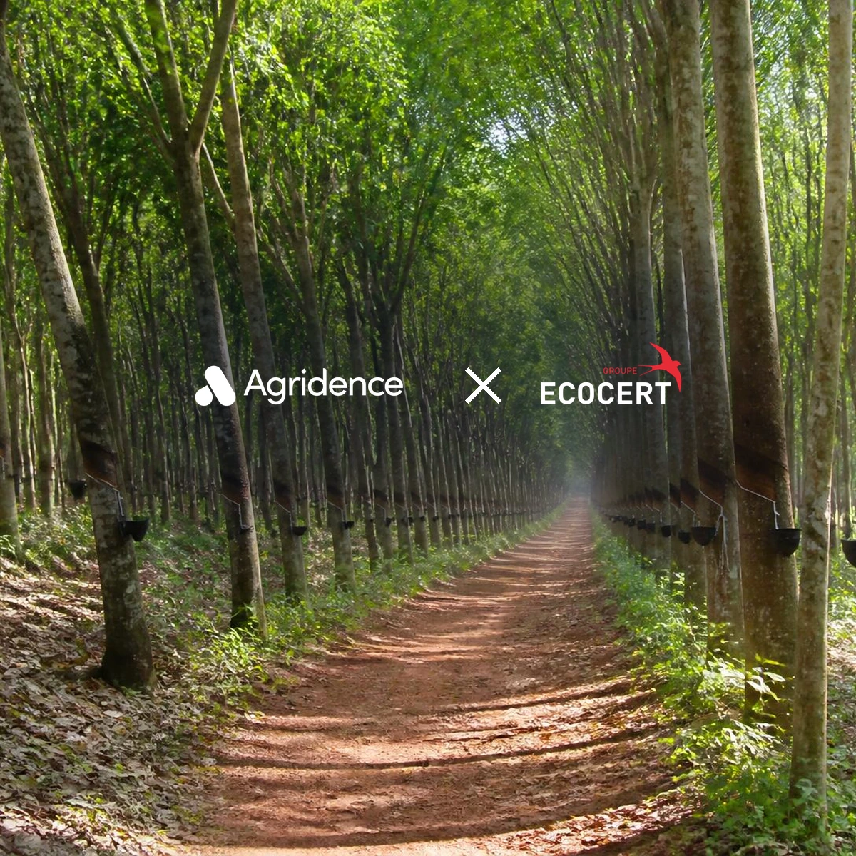 Agridence and Ecocert SouthEast Asia partner to digitalize certification data across Southeast Asian supply chains — Agridence press release