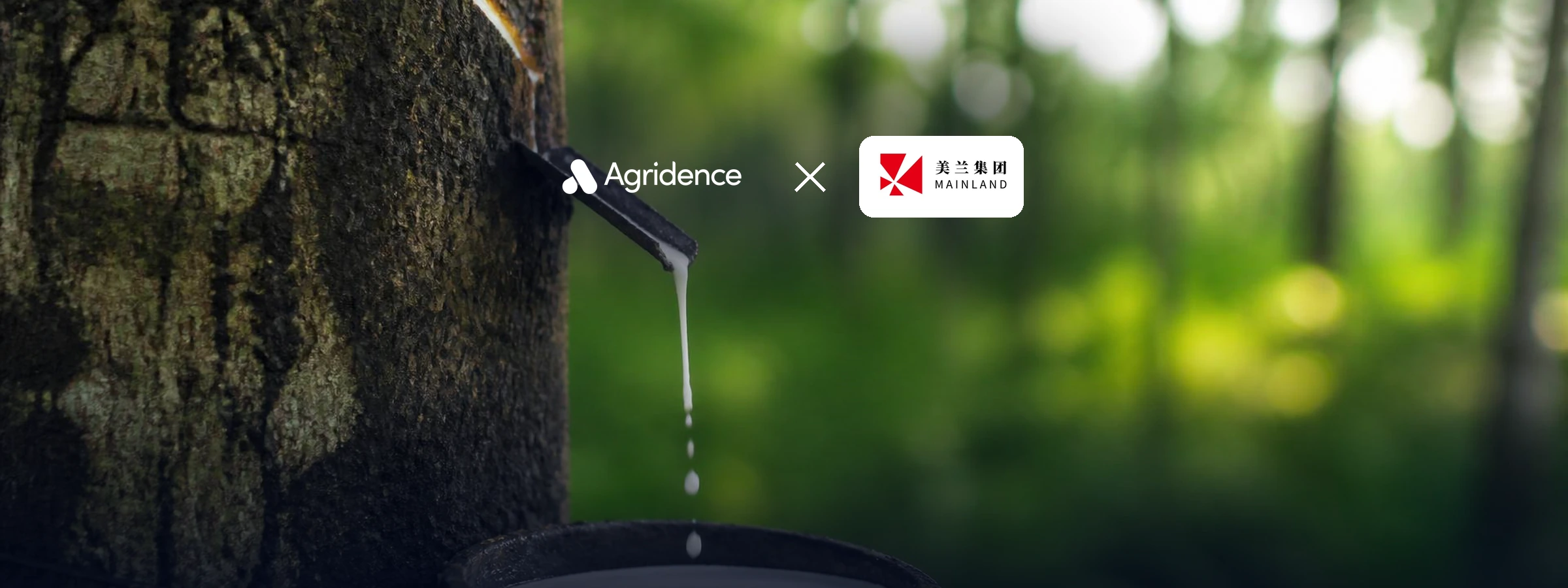 Mainland Group selects Agridence for EUDR-compliant natural rubber in Côte d'Ivoire — Agridence press release