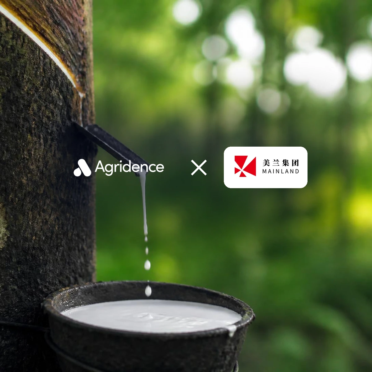 Mainland Group selects Agridence for EUDR-compliant natural rubber in Côte d'Ivoire — Agridence press release