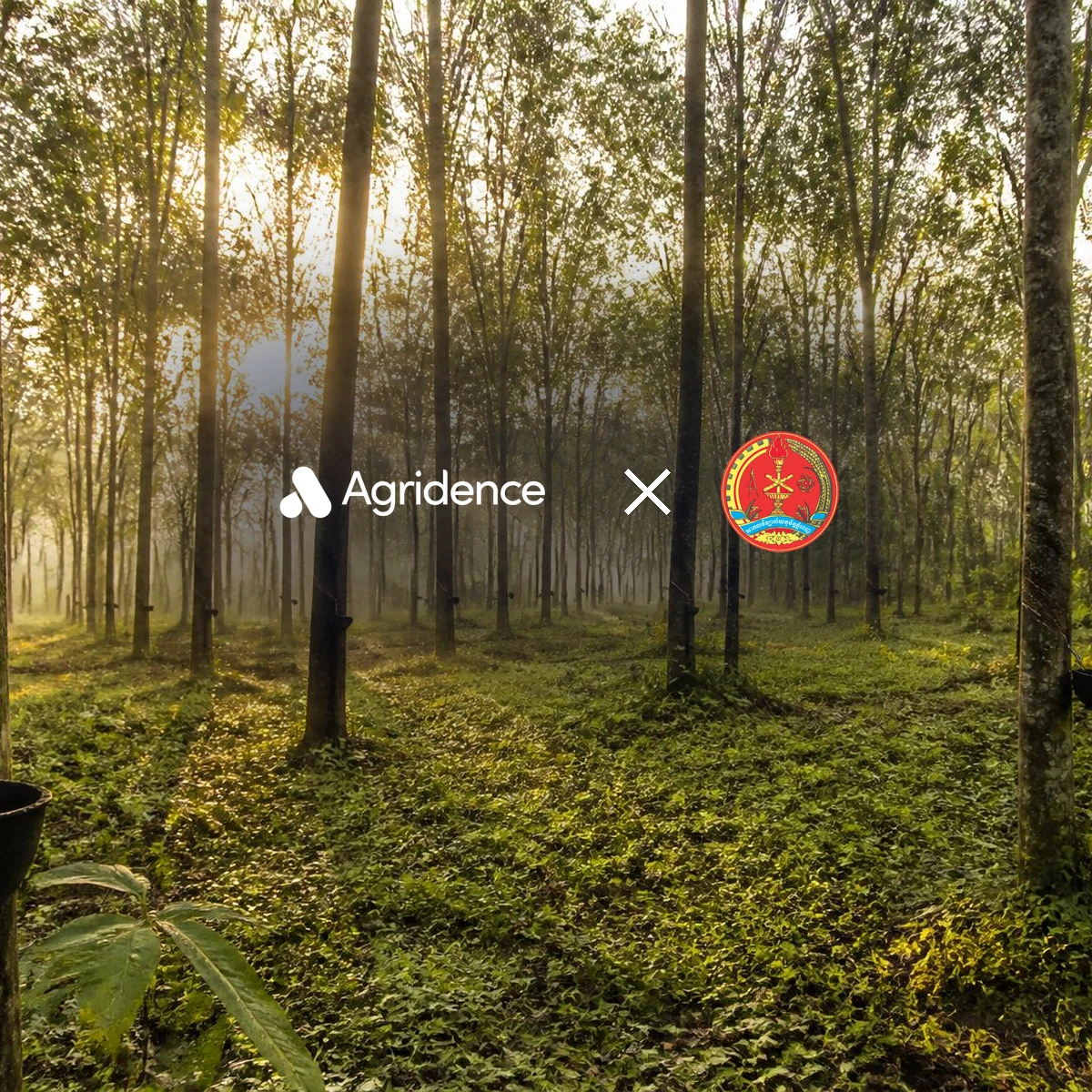 Agridence expands EUDR-ready traceability into Cambodia through Royal University of Phnom Penh partnership — Agridence press release